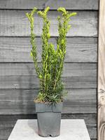 Taxus media Hillii