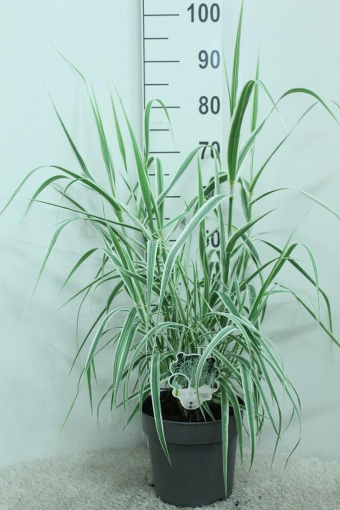 Obrázek Arundo donax Variegata P23 (5 Ltr)