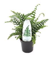 Dryopteris aff. Cristata the King