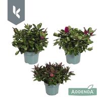 Hebe Addenda in varieties 3 colours per shelf