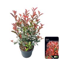 Photinia fras. Carre Rouge