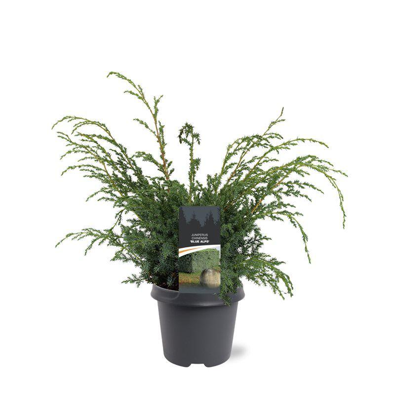 Afbeeldingen van Juniperus chin. Blue Alps P23 (5 Ltr)