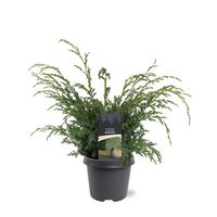 Juniperus chin. Blue Alps