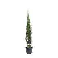 Juniperus scop. Blue Arrow