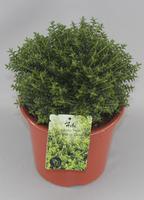 Hebe odora New Zealand Gold