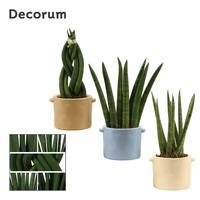Sansevieria cylindrica mix in Charlotte (Nature world-colle