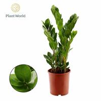 Zamioculcas