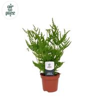 Pteris straminea - Air So Pure (INDOOR)