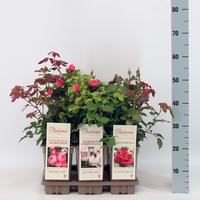 Rosa Parfuma Duftrosen (TH/F) in varieties