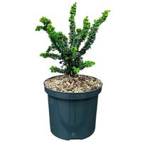 Chamaecyparis obt. Chirimen