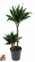 Dracaena Green Jewel 45-15