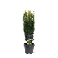 Taxus baccata David