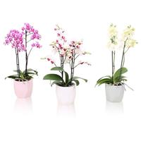 Phalaenopsis hybrid Multiflora varieties in BGC734 ceramic