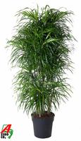 Dracaena Anita variegata branched