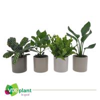 Houseplants Intenz varieties in Havana mix