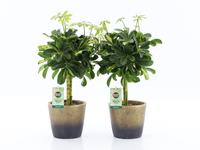 Schefflera Gold Capella in Lunar ceramic