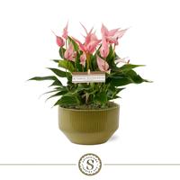 Anthurium Lilli Table in Lucca Green bowl