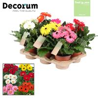 Gerbera 2+ flowers Feel Green Nature