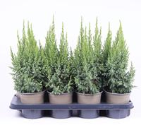 Juniperus pin. Loderi