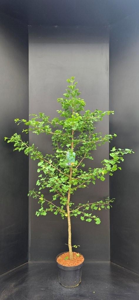 Afbeeldingen van Ginkgo biloba P29 (10 Ltr)