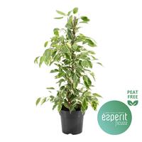 Ficus benjamina Golden King