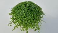 Soleirolia soleirolii green