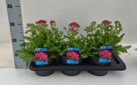 Achillea mil. Milly Rock Pink