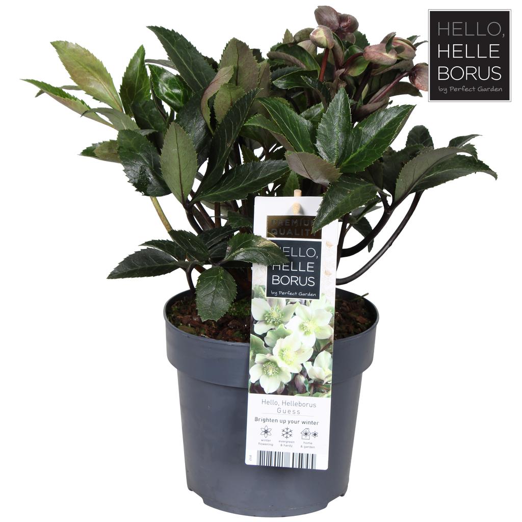 Picture of Helleborus Guess P17 (2 Ltr)