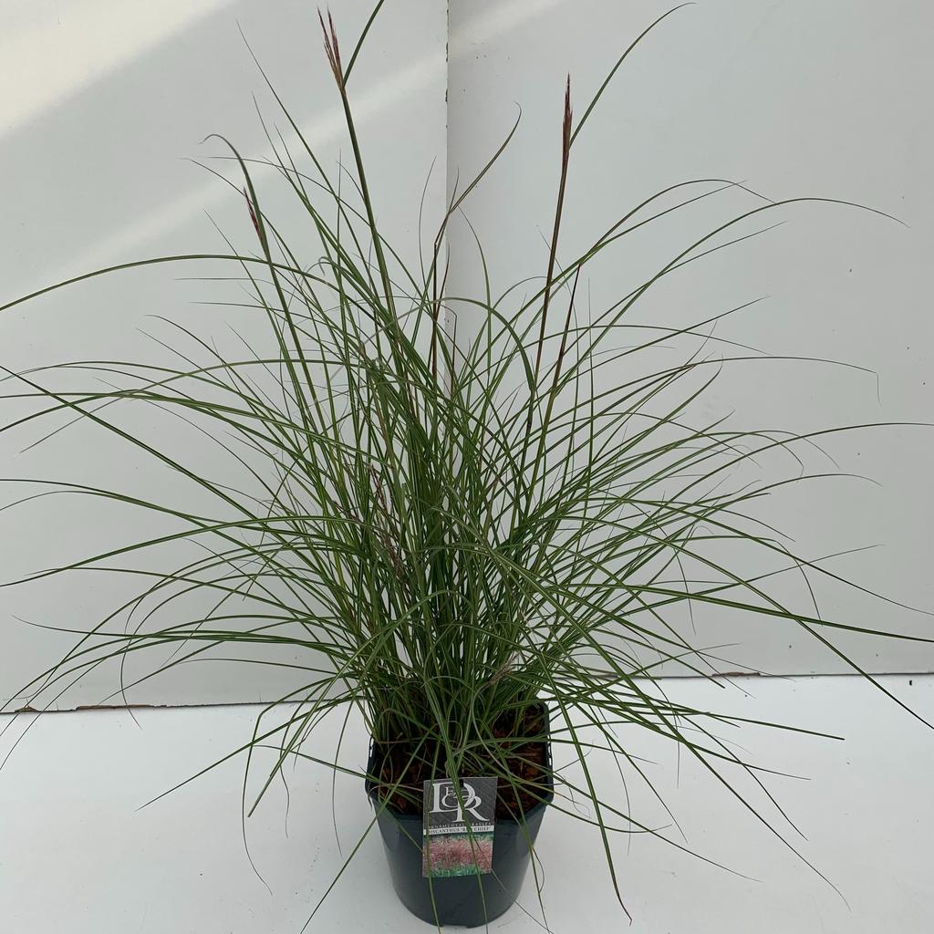 Picture of Miscanthus Red Chief P23 (5 Ltr) SQUARE