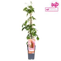 Parthenocissus quinq. Engelmannii