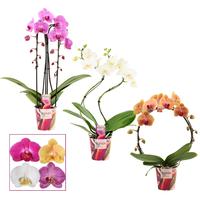 Phalaenopsis hybrid diff shapes Scenza