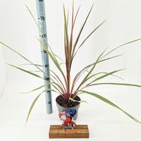 Cordyline aus. Can Can