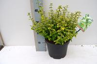 Euonymus fort. Emerald 'n Gold