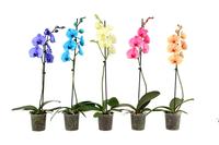 Phalaenopsis hybrid Enjoy I Am varieties painted