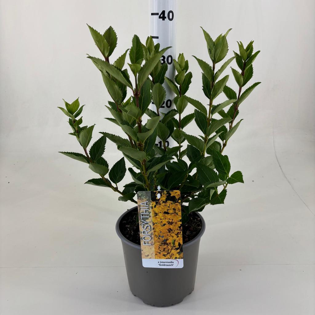 Picture of Forsythia int. Goldrausch P19 (3 Ltr)