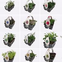 ground covers in varieties