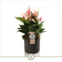 Anthurium Lilli in grey Bari ceramic