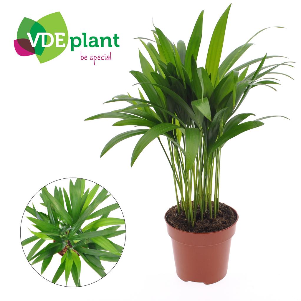 Picture of Dypsis lutescens (Areca) ASP P12 40CM