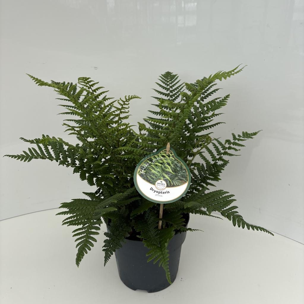 Picture of Dryopteris affinis P17 (2 Ltr)