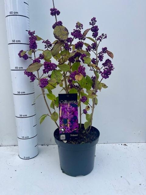 Picture of Callicarpa bod. Profusion P19 (3 Ltr)