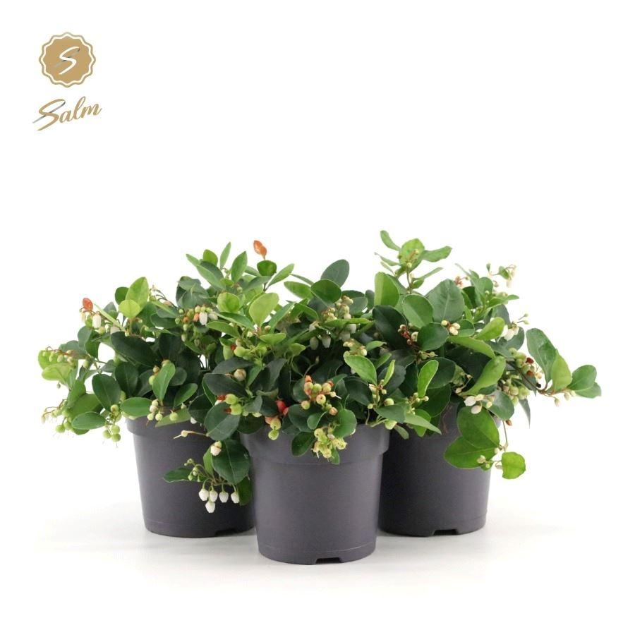 Picture of Gaultheria pr. Big Berry P12