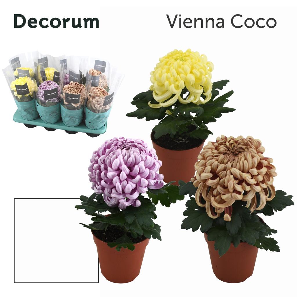 Obrazek Chrysant Vienna CoCo in varieties P13 35CM
