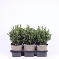 Picea gl. Alberta Globe
