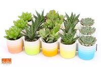 Succulent mix in Curaçao 7 PD - NON CITES