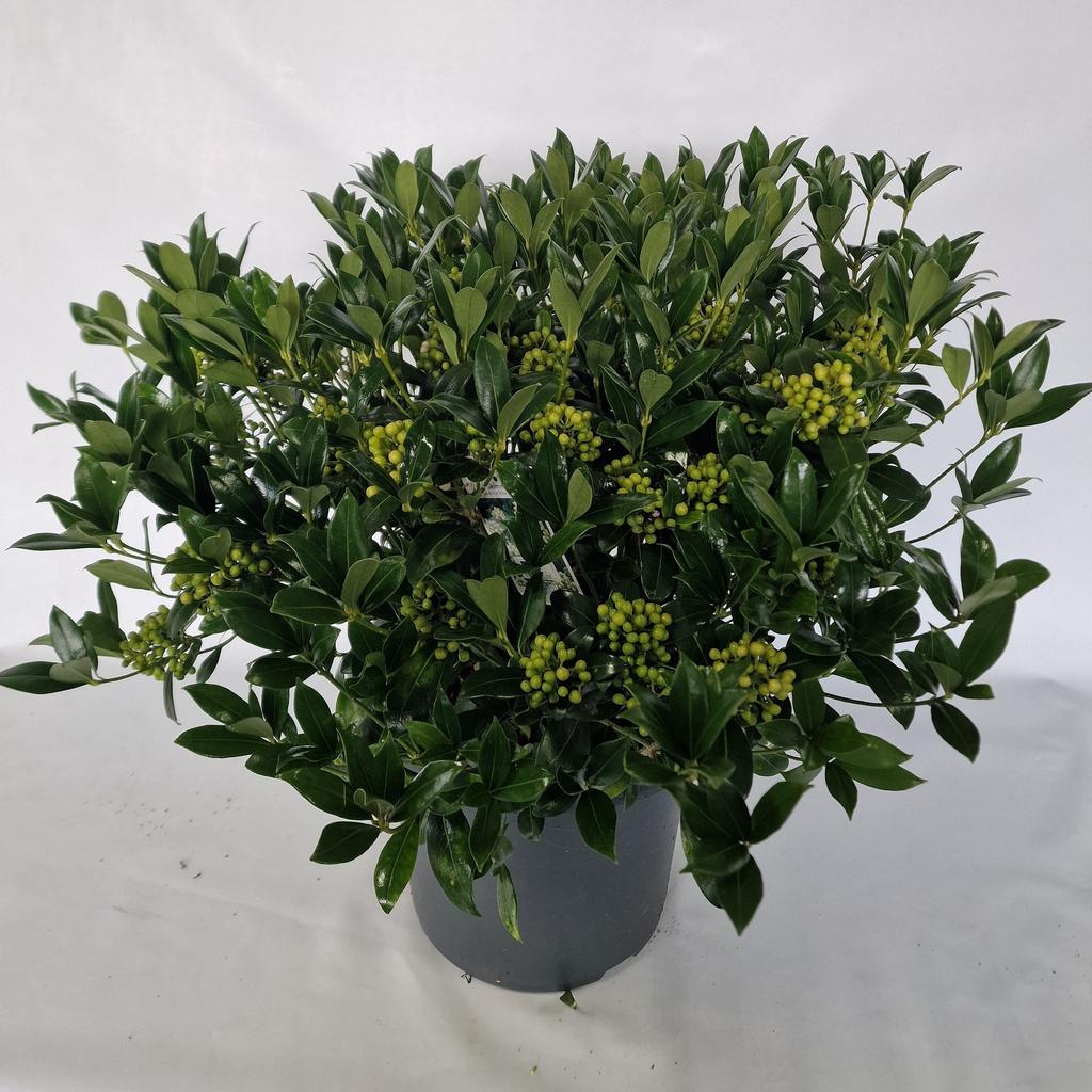 Picture of Skimmia japonica Kew White P23 (5 Ltr)