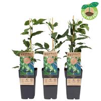 Actinidia arg. Issai