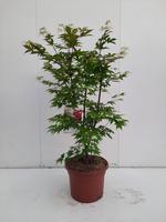 Acer pal. Osakazuki
