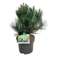 Pinus held. Compact Gem