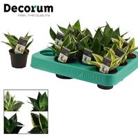 Sansevieria Hahnii mix