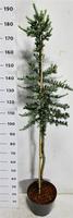 Cedrus l. Glauca